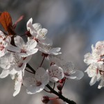 Frühlingsblüte